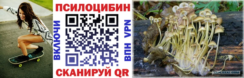 Купить где  Аркадак  Псилоцибиновые грибы Magic Shrooms 